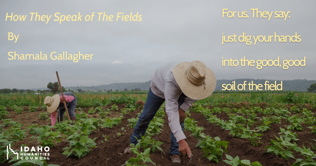 How They Speak of the Fields